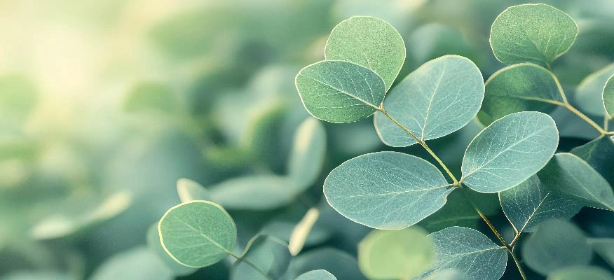 Eucalyptus: Nature's versatile healer.