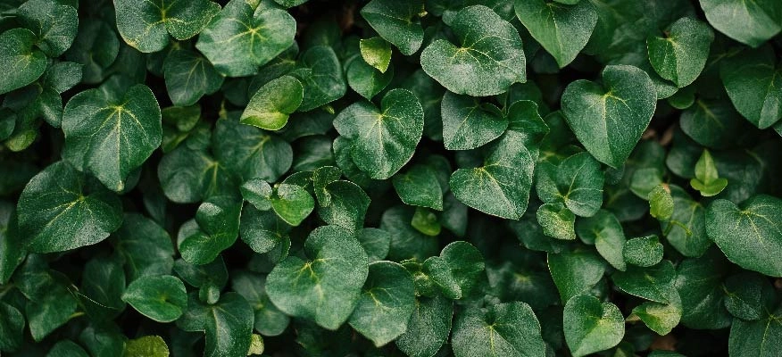 Hedera helix: An herbal ally for cough and cold relief.