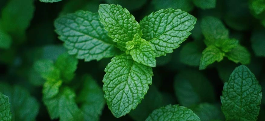 Menthol benefits: Cooling relief for cough, cold, and muscle pain
