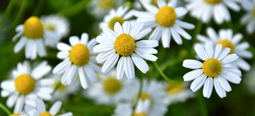 Chamomile tea: A timeless remedy for cold and cough.