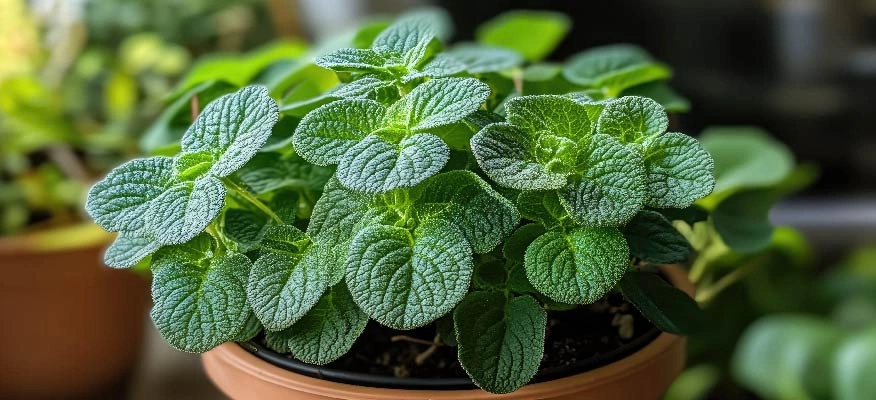Learn how Coleus aromaticus can make you healthy!