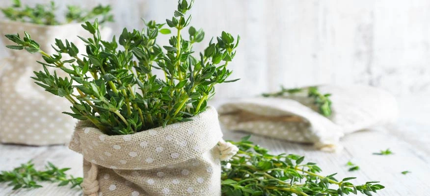 Thyme for cold and cough relief